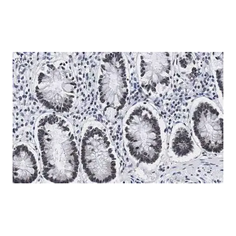 Merck Anti-ZNF638 Antibody, clone 4C19 ZooMAb Rabbit Monoclonal