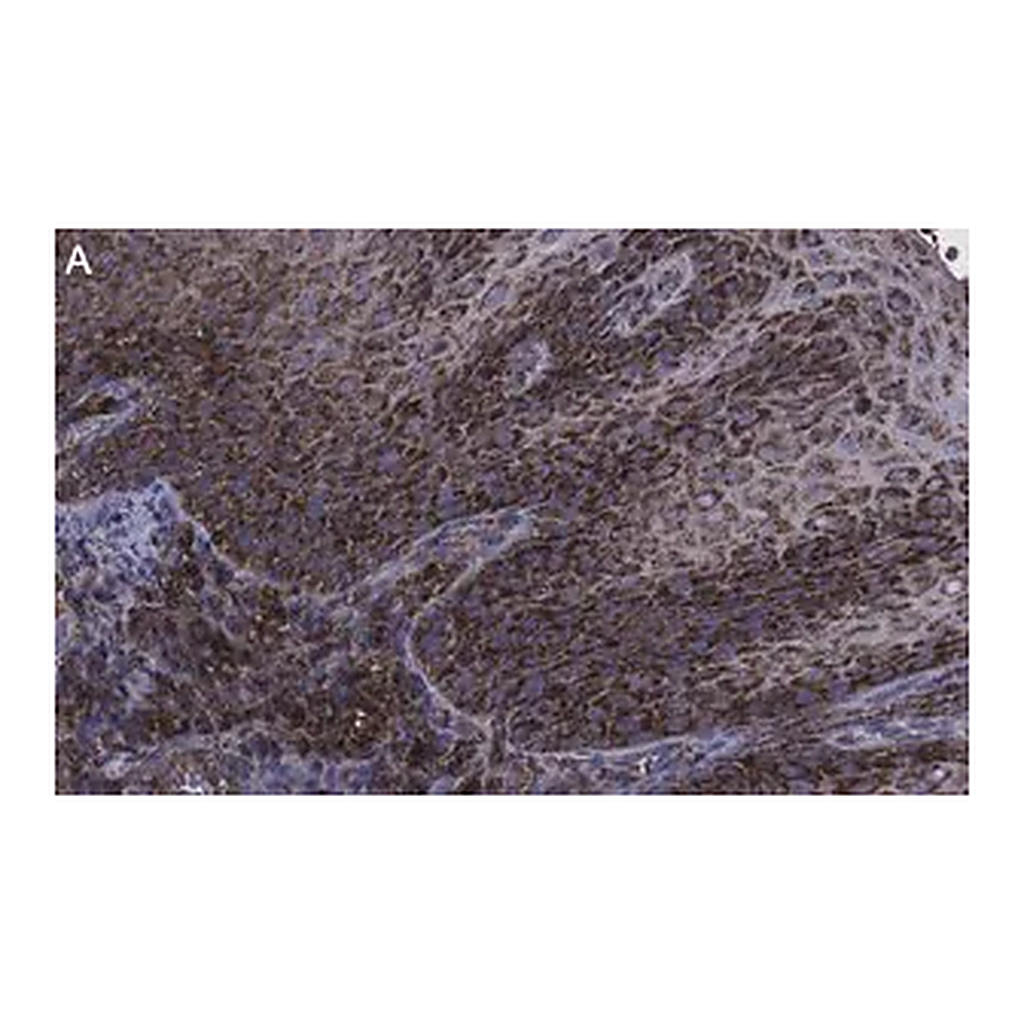 Merck Anti-FAM49A Antibody, clone 2D6 ZooMAb Rabbit Monoclonal