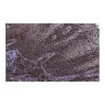 Merck Anti-FAM49A Antibody, clone 2D6 ZooMAb Rabbit Monoclonal