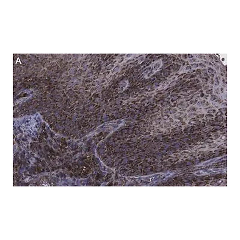 Merck Anti-FAM49A Antibody, clone 2D6 ZooMAb Rabbit Monoclonal
