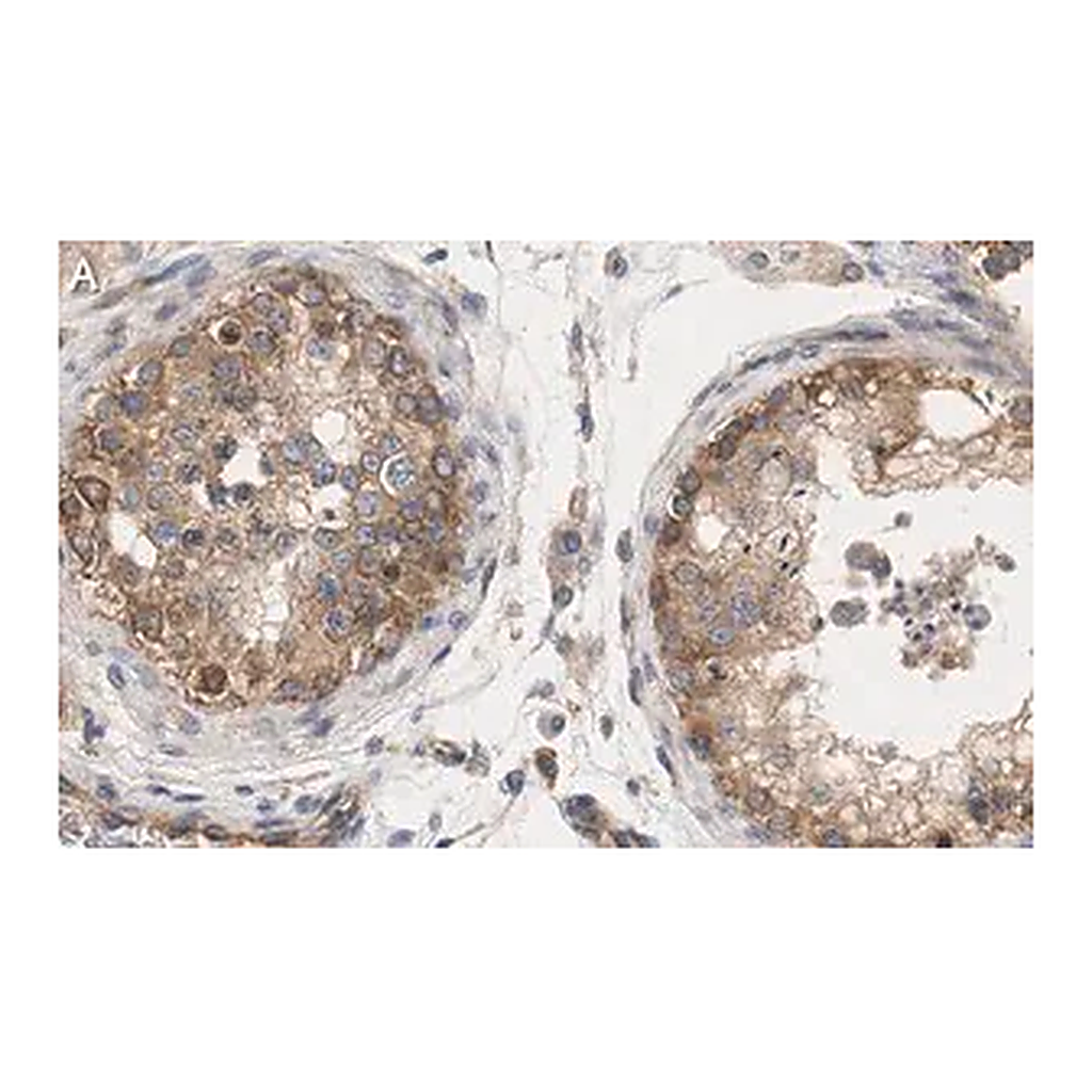 Merck Anti-mTOR Antibody, clone 4O5 ZooMAb Rabbit Monoclonal