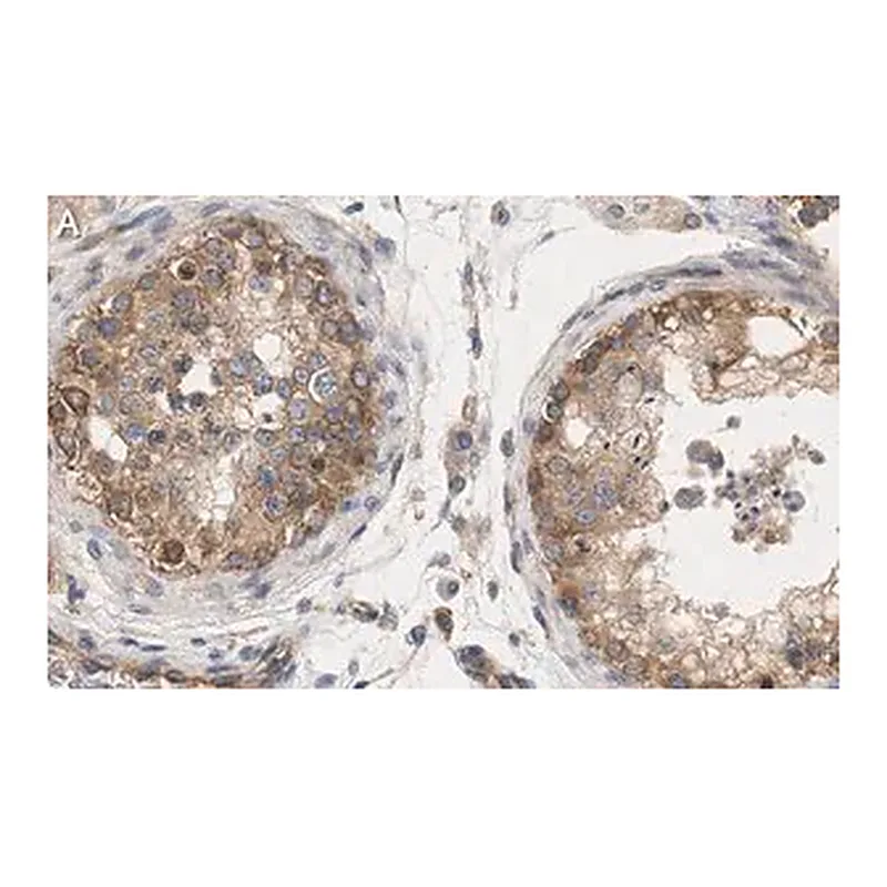 Merck Anti-mTOR Antibody, clone 4O5 ZooMAb Rabbit Monoclonal