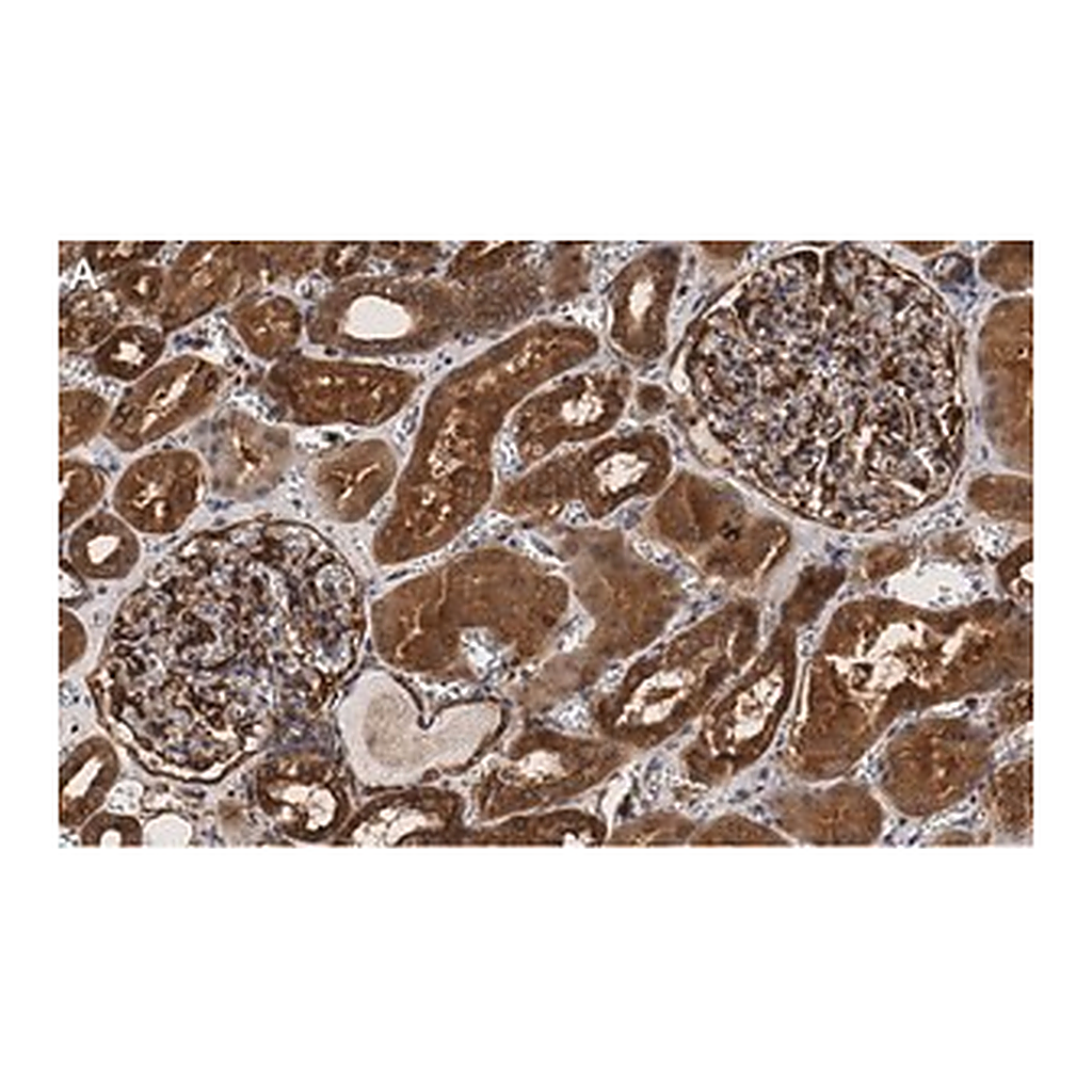 Merck Anti-PLD2 Antibody, clone 6F13 ZooMAb Rabbit Monoclonal