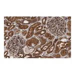 Merck Anti-PLD2 Antibody, clone 6F13 ZooMAb Rabbit Monoclonal