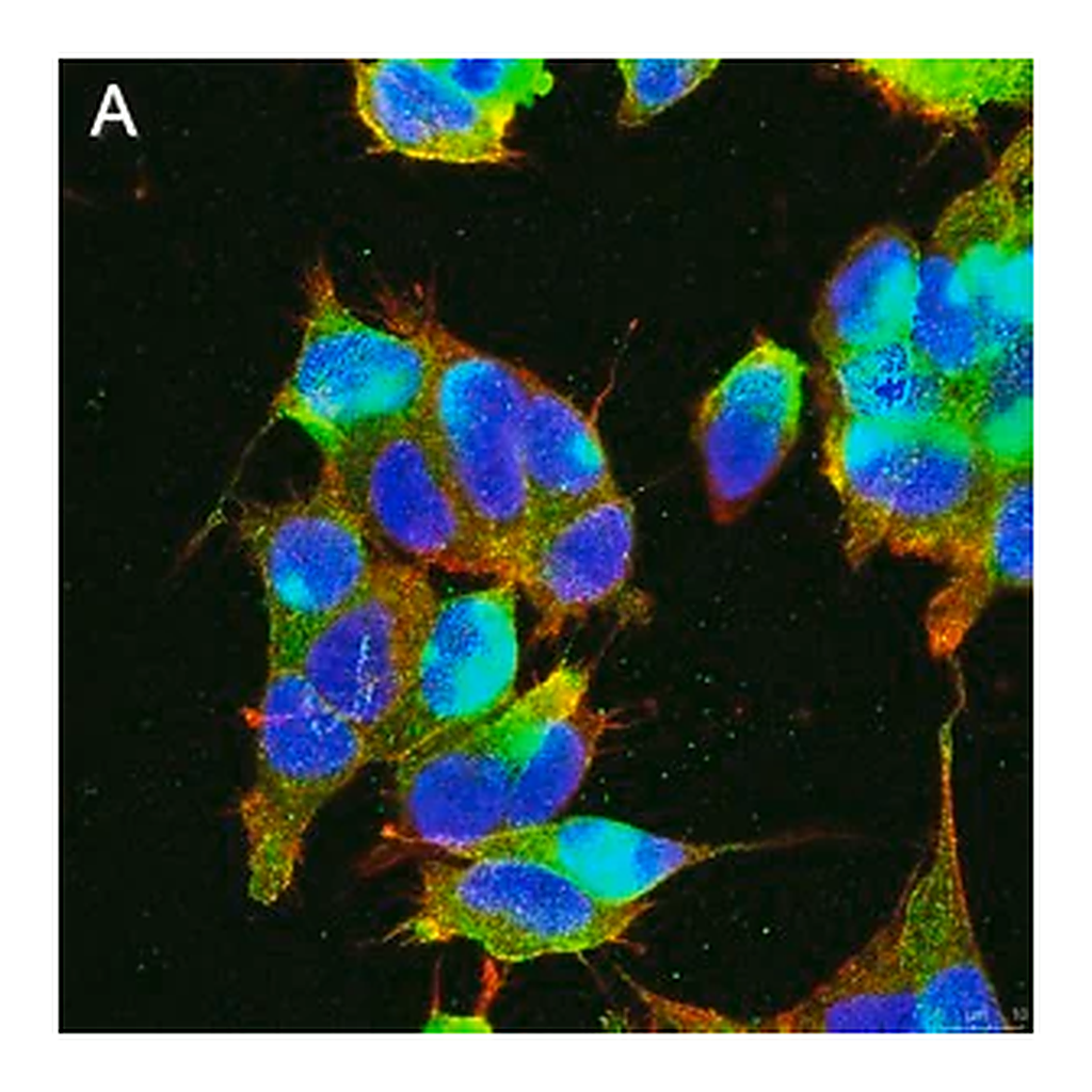 Merck Anti-GABA A Receptor α1 Antibody, clone 3H10 ZooMAb Rabbit Monoclonal