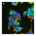 Merck Anti-GABA A Receptor α1 Antibody, clone 3H10 ZooMAb Rabbit Monoclonal