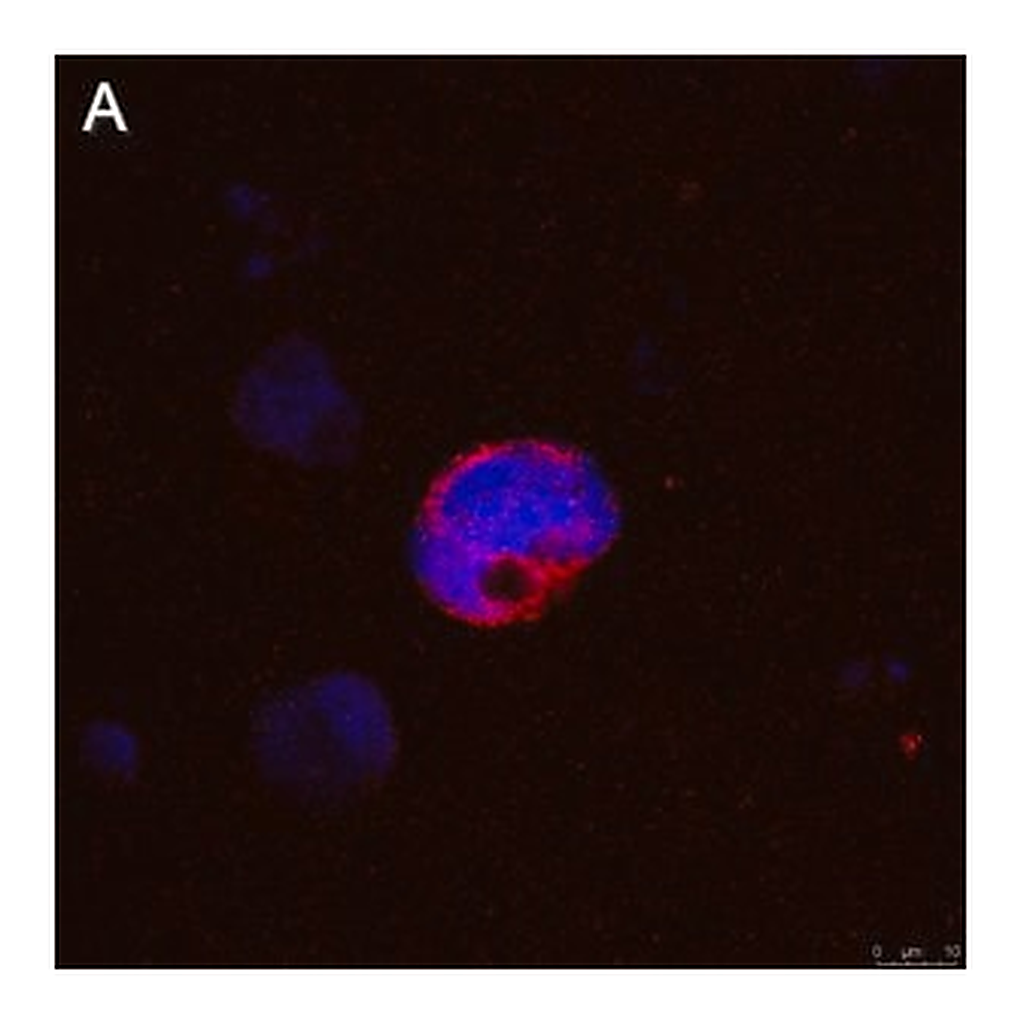 Merck Anti-IFNγ Antibody, clone 5K15 ZooMAb Rabbit Monoclonal