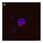 Merck Anti-IFNγ Antibody, clone 5K15 ZooMAb Rabbit Monoclonal