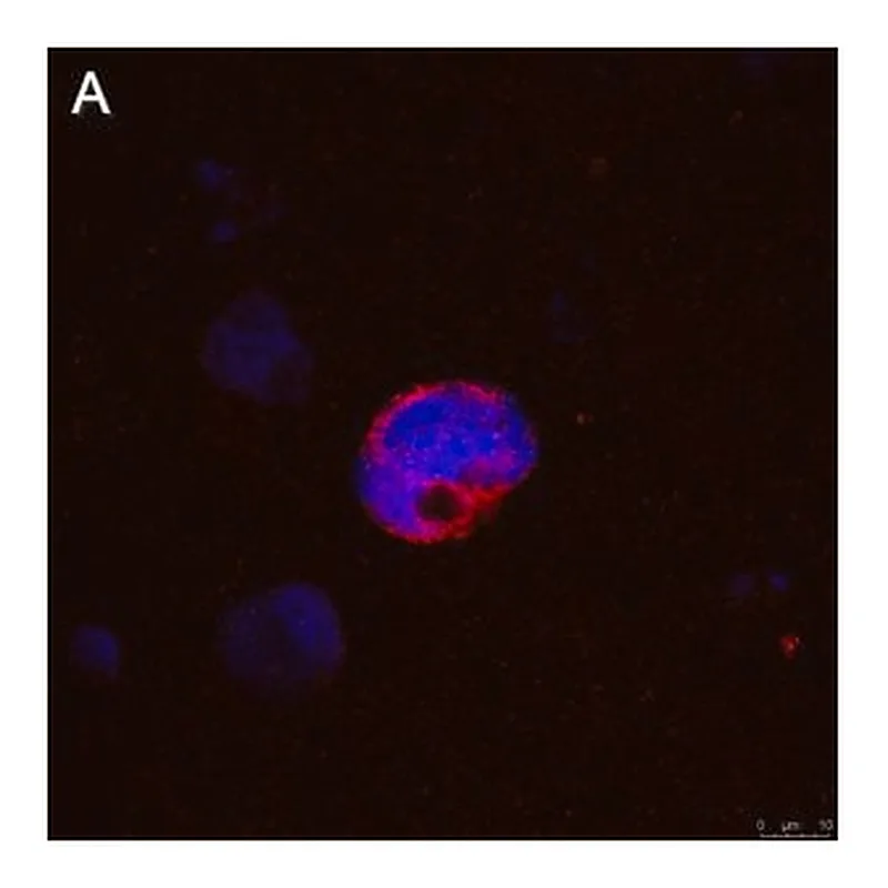Merck Anti-IFNγ Antibody, clone 5K15 ZooMAb Rabbit Monoclonal