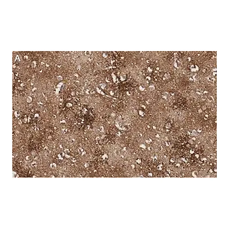 Merck Anti-EAAT2 Antibody, clone 1K8 ZooMAb Rabbit Monoclonal