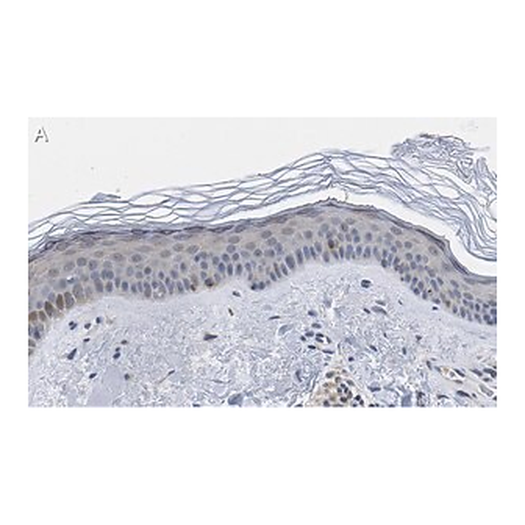 Merck Anti-BMP-7 Antibody, clone 2D15 ZooMAb Rabbit Monoclonal