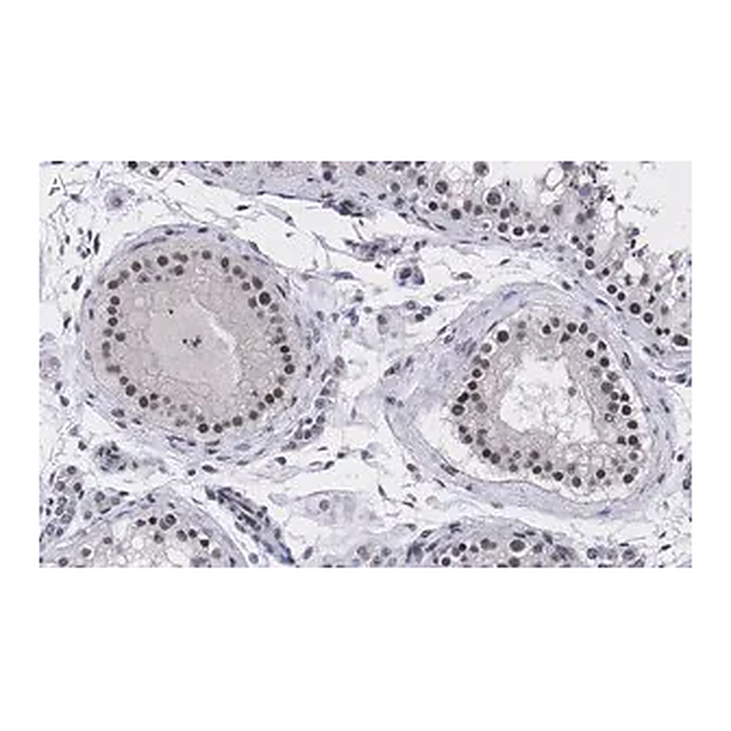 Merck Anti-UBR5 Antibody, clone 2F14 ZooMAb Rabbit Monoclonal