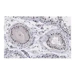 Merck Anti-UBR5 Antibody, clone 2F14 ZooMAb Rabbit Monoclonal