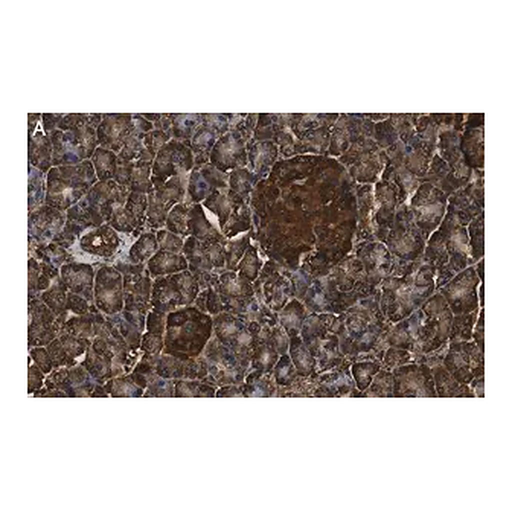 Merck Anti-MICA Antibody, clone 4F8 ZooMAb Rabbit Monoclonal