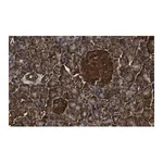 Merck Anti-MICA Antibody, clone 4F8 ZooMAb Rabbit Monoclonal