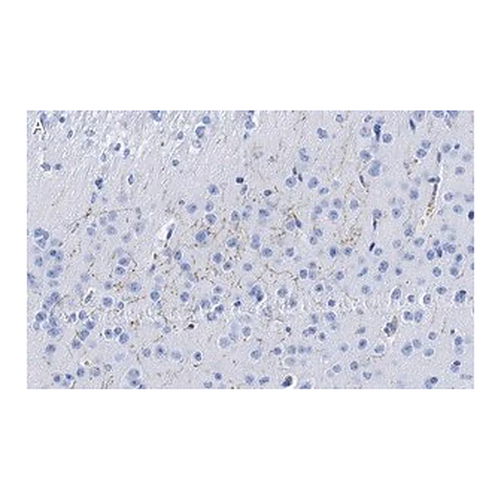 Merck Anti-Dopamine Transporter Antibody, clone 1D2 ZooMAb Rabbit Monoclonal