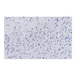 Merck Anti-Dopamine Transporter Antibody, clone 1D2 ZooMAb Rabbit Monoclonal