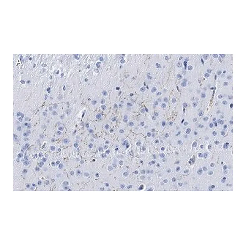 Merck Anti-Dopamine Transporter Antibody, clone 1D2 ZooMAb Rabbit Monoclonal