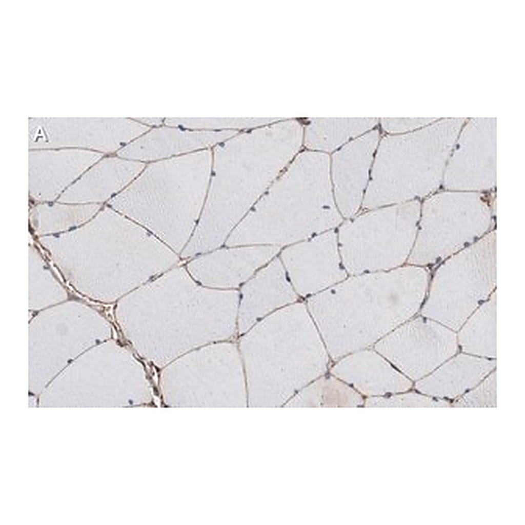 Merck Anti-α-Dystroglycan Antibody, clone VIA4-1 ZooMAb Mouse Monoclonal
