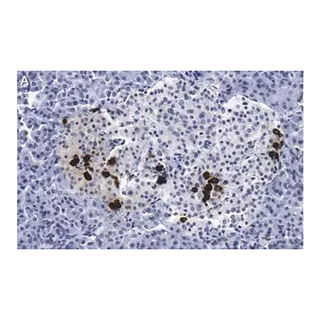 Merck Anti-Somatostatin-28 Antibody, clone 2B19 ZooMAb Rabbit Monoclonal