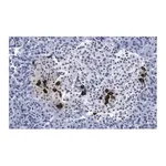 Merck Anti-Somatostatin-28 Antibody, clone 2B19 ZooMAb Rabbit Monoclonal