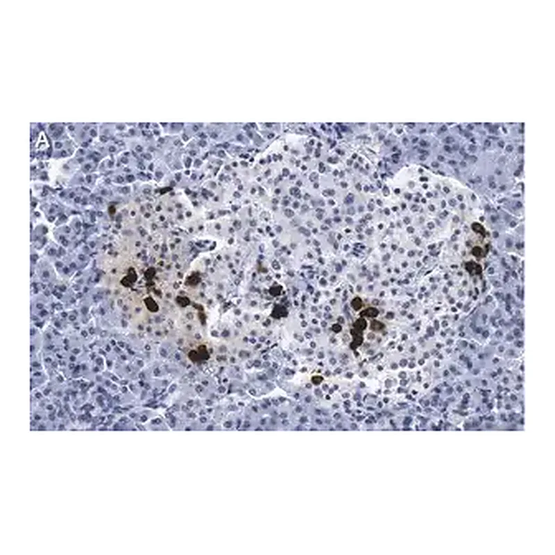 Merck Anti-Somatostatin-28 Antibody, clone 2B19 ZooMAb Rabbit Monoclonal