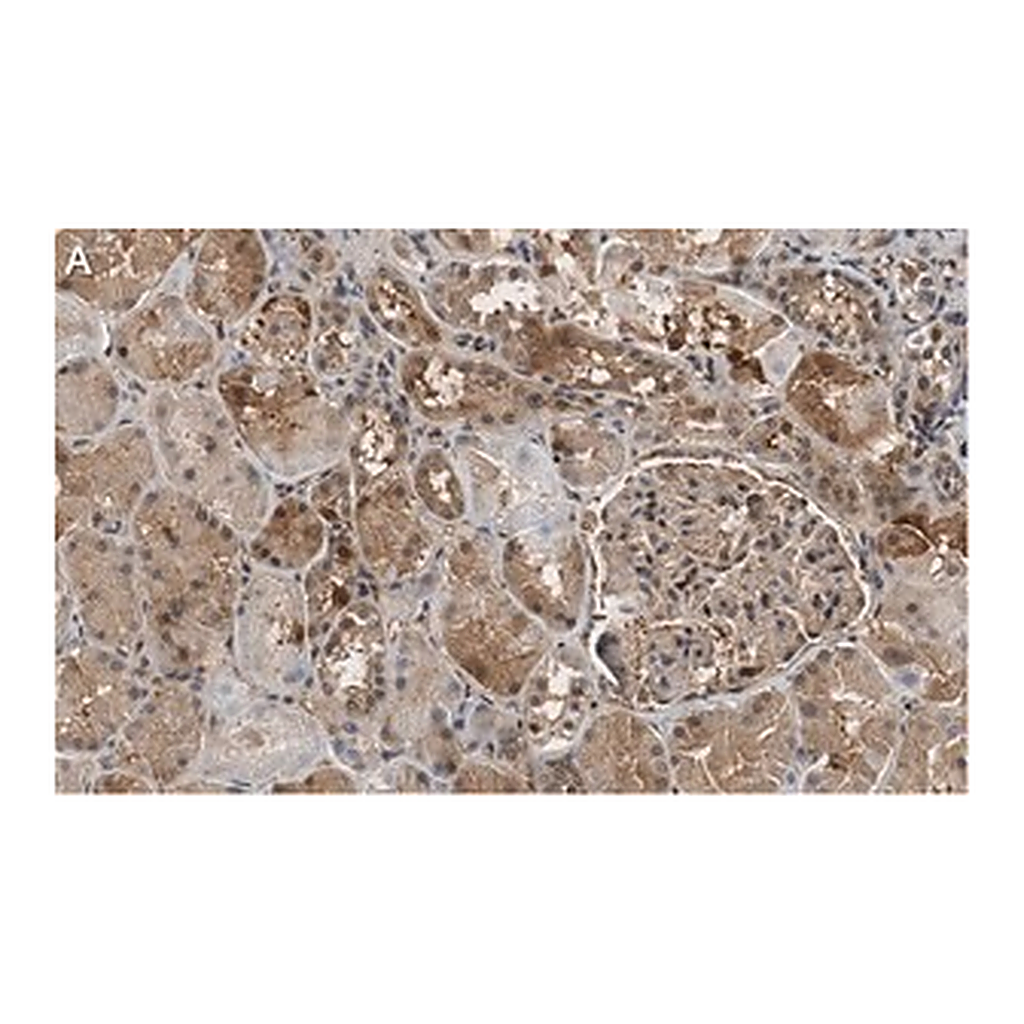 Merck Anti-FTO Antibody, clone 4B21 ZooMAb Rabbit Monoclonal