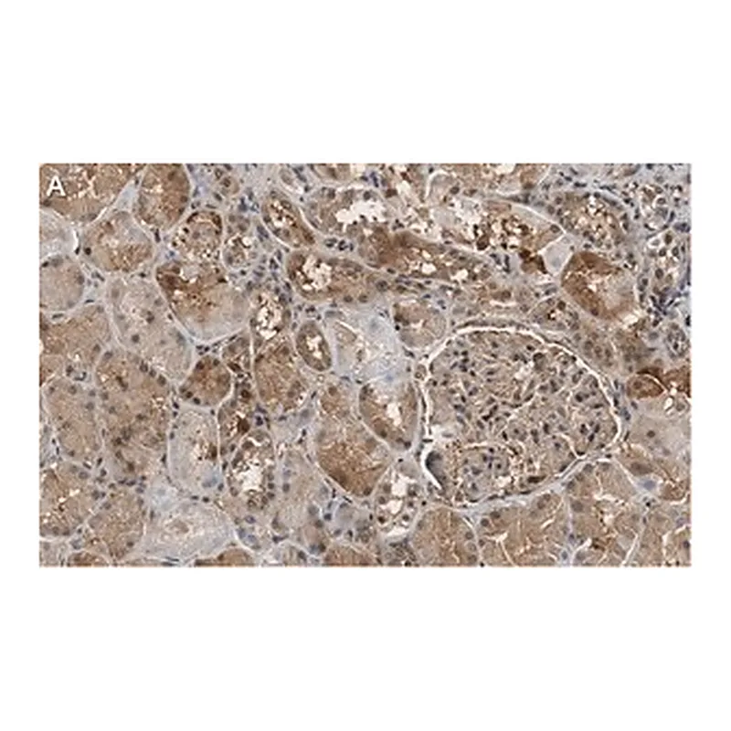 Merck Anti-FTO Antibody, clone 4B21 ZooMAb Rabbit Monoclonal