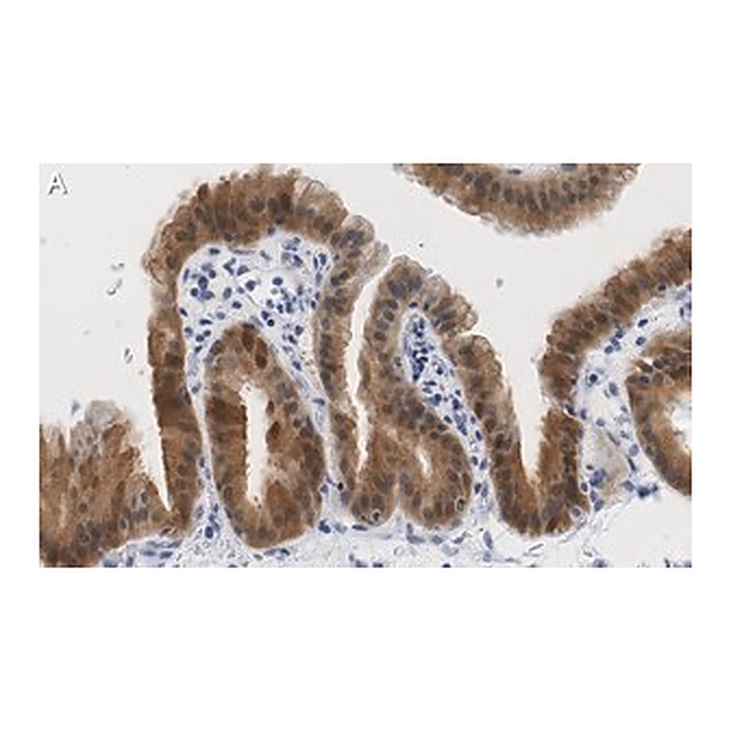 Merck Anti-Angiopoietin-1 Antibody, clone 2F9 ZooMAb Rabbit Monoclonal