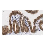 Merck Anti-Angiopoietin-1 Antibody, clone 2F9 ZooMAb Rabbit Monoclonal