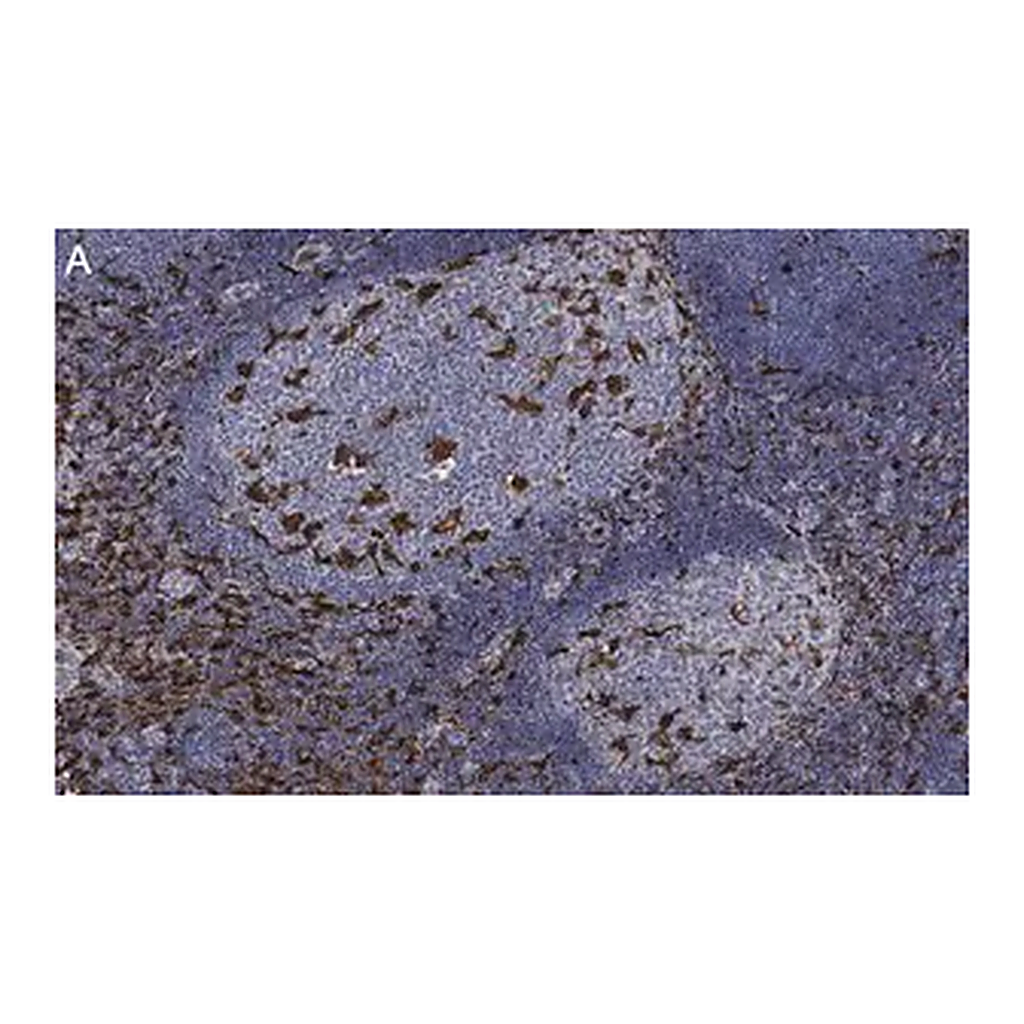 Merck Anti-Iba1/ AIF1 Antibody, clone 20A12.1 ZooMAb Mouse Monoclonal