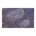 Merck Anti-Iba1/ AIF1 Antibody, clone 20A12.1 ZooMAb Mouse Monoclonal