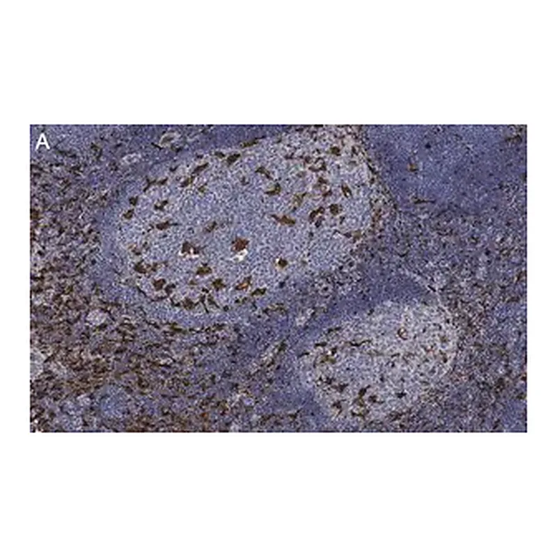 Merck Anti-Iba1/ AIF1 Antibody, clone 20A12.1 ZooMAb Mouse Monoclonal