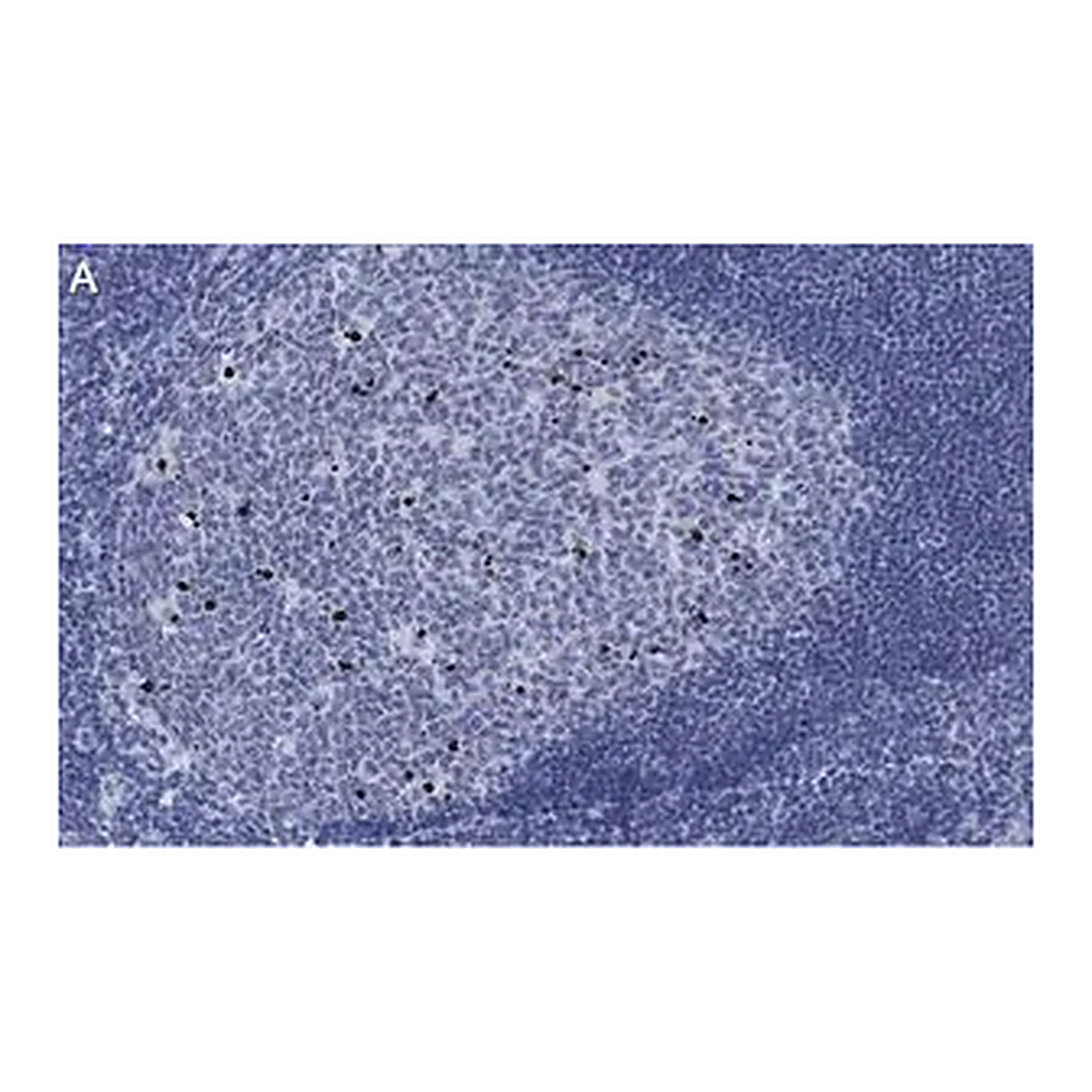 Merck Anti-cleaved PARP-1 Antibody, clone 2G13 Antibody, ZooMAb Rabbit Monoclonal