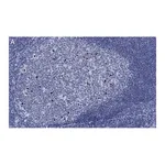 Merck Anti-cleaved PARP-1 Antibody, clone 2G13 Antibody, ZooMAb Rabbit Monoclonal