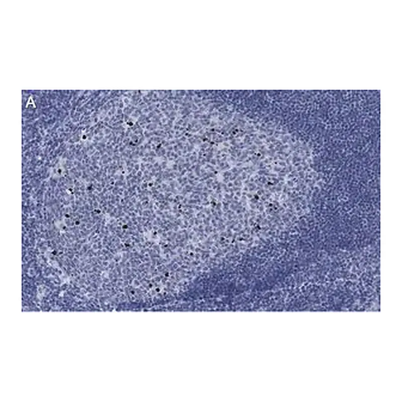 Merck Anti-cleaved PARP-1 Antibody, clone 2G13 Antibody, ZooMAb Rabbit Monoclonal