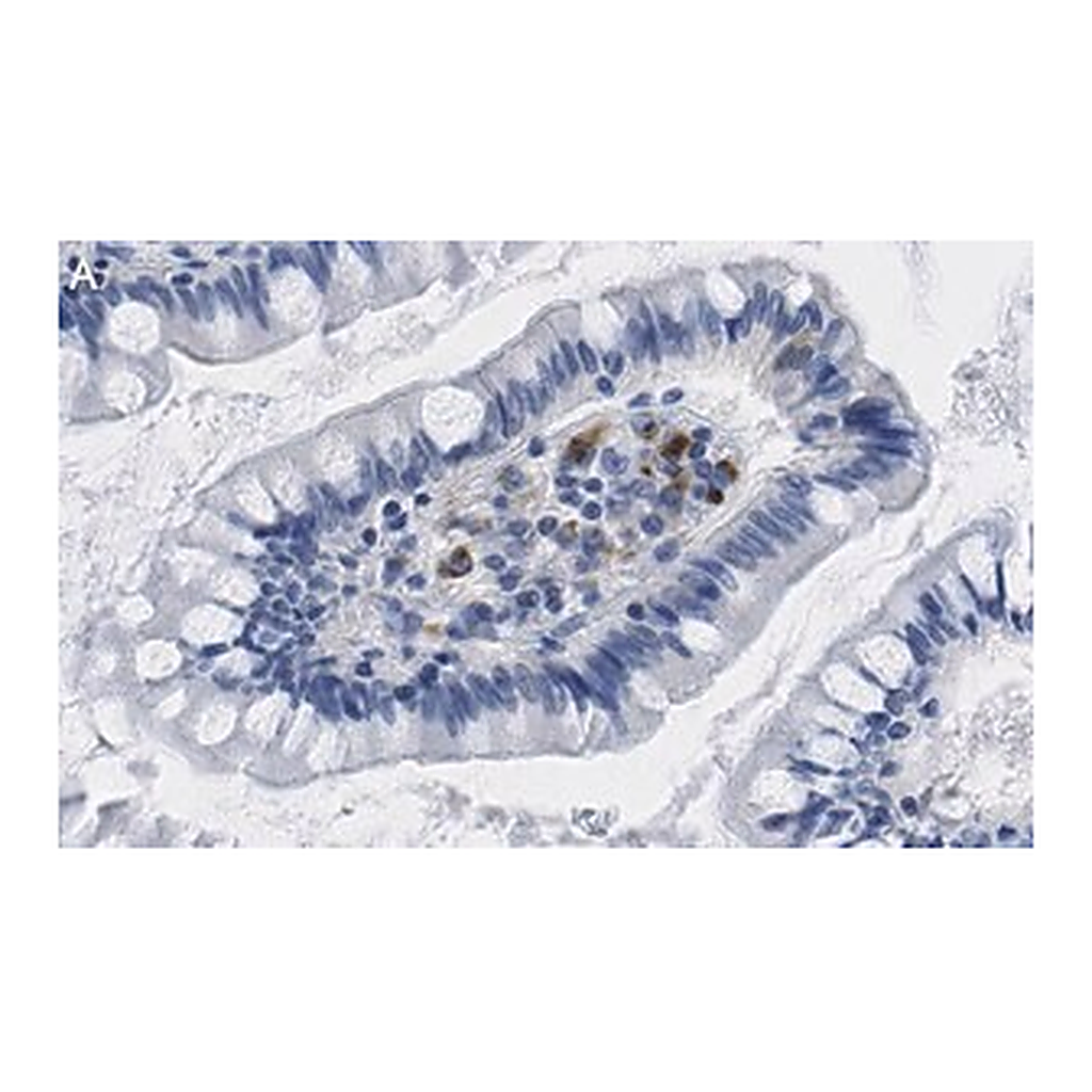 Merck Anti-Interferon β Antibody, clone 4F5 ZooMAb Rabbit Monoclonal