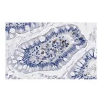 Merck Anti-Interferon β Antibody, clone 4F5 ZooMAb Rabbit Monoclonal