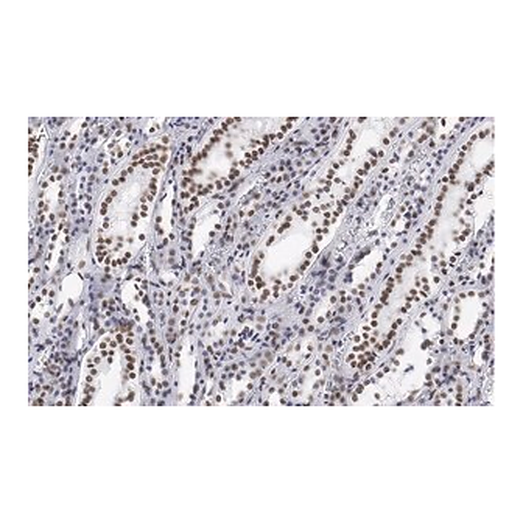Merck Anti-CDC5L Antibody, clone 4F8 ZooMAb Rabbit Monoclonal