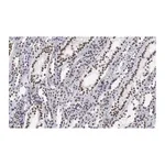 Merck Anti-CDC5L Antibody, clone 4F8 ZooMAb Rabbit Monoclonal