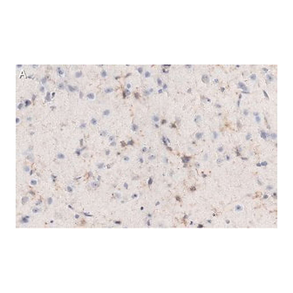 Merck Anti-NG2 Antibody, clone 132.38 ZooMAb Mouse Monoclonal