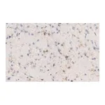 Merck Anti-NG2 Antibody, clone 132.38 ZooMAb Mouse Monoclonal