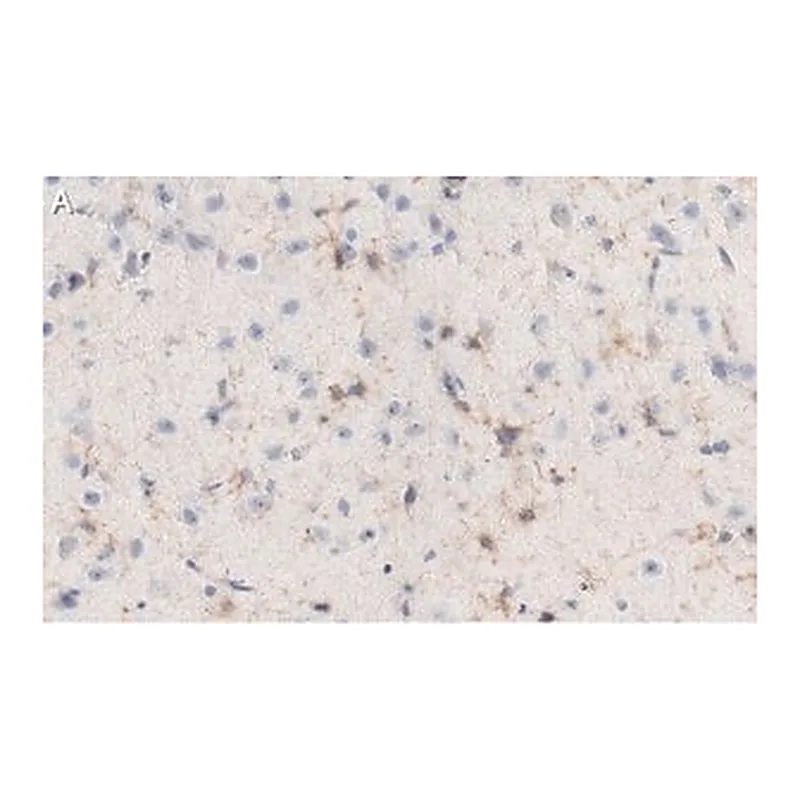 Merck Anti-NG2 Antibody, clone 132.38 ZooMAb Mouse Monoclonal
