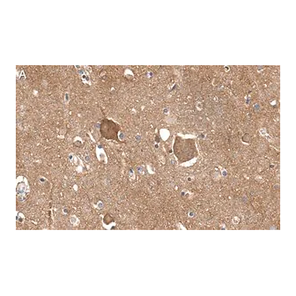 Merck Anti-Trk-B Antibody, clone 2B22 ZooMAb Rabbit Monoclonal