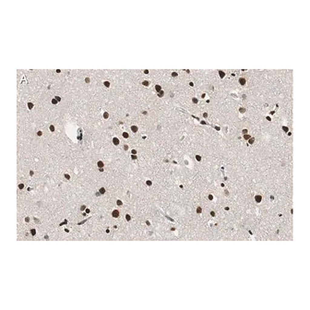 Merck Anti-RNA polymerase II Antibody, clone CTD4H8 ZooMAb Mouse Monoclonal