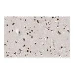 Merck Anti-RNA polymerase II Antibody, clone CTD4H8 ZooMAb Mouse Monoclonal