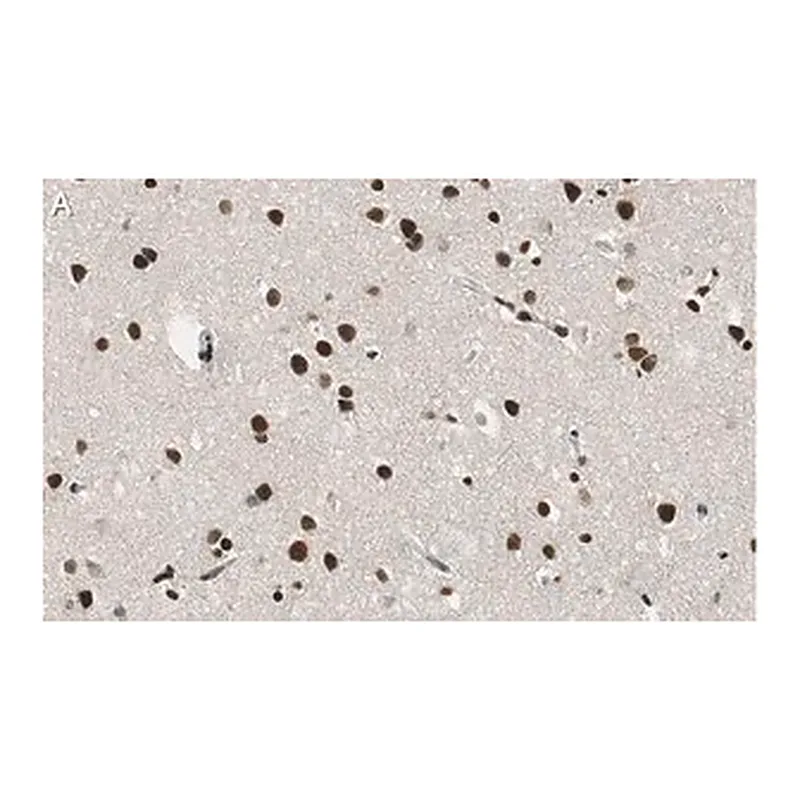 Merck Anti-RNA polymerase II Antibody, clone CTD4H8 ZooMAb Mouse Monoclonal