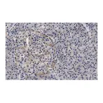 Merck Anti-Helicase MOV-10 Antibody, clone 3B8 ZooMAb Rabbit Monoclonal