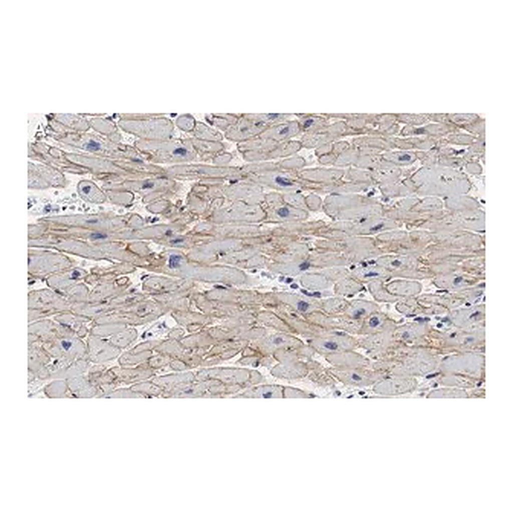 Merck Anti-Laminin α2 Antibody, clone 2I22 ZooMAb Rabbit Monoclonal