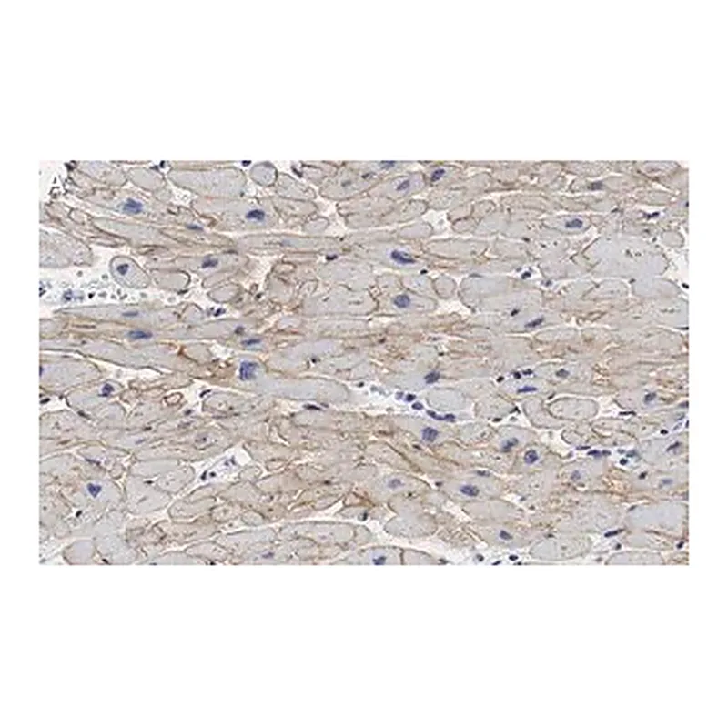 Merck Anti-Laminin α2 Antibody, clone 2I22 ZooMAb Rabbit Monoclonal